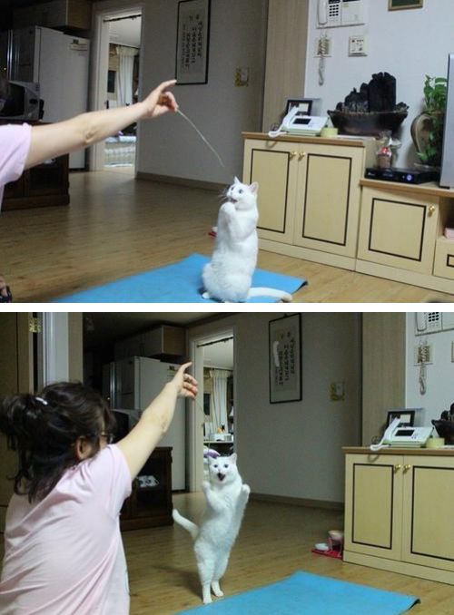 Cutest Pictures Happy Cat