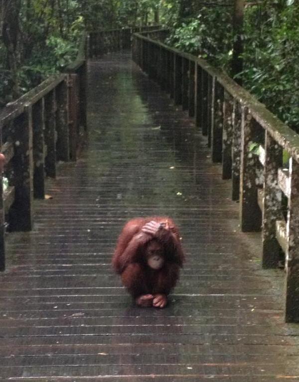 Cutest Pictures Orangutan In the Rain