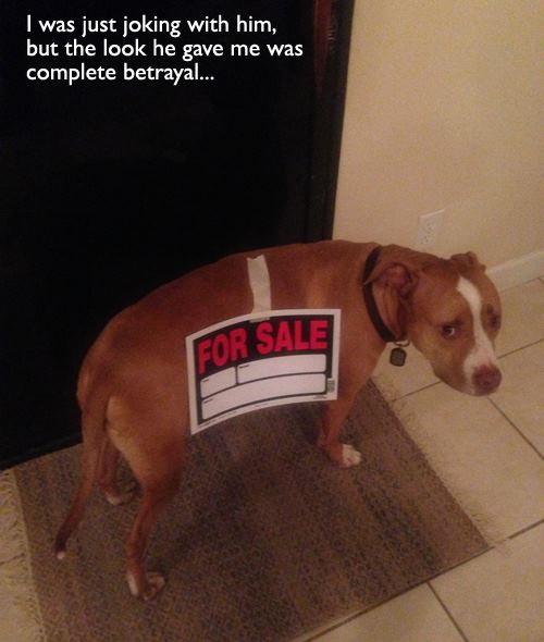 Sad Dog