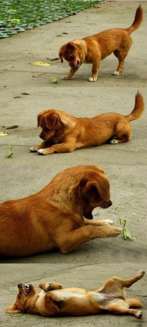 Dog And Praying Mantis
