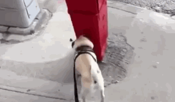 Weird Pug Peeing GIF