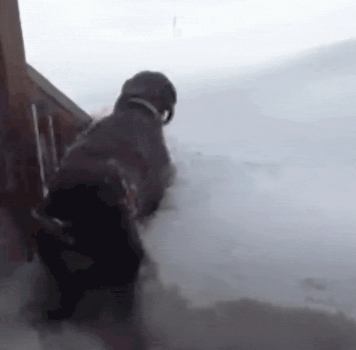 Dog Meets Snow