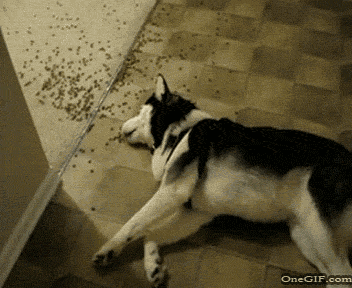 Funniest Dog GIFs Lazy Eating