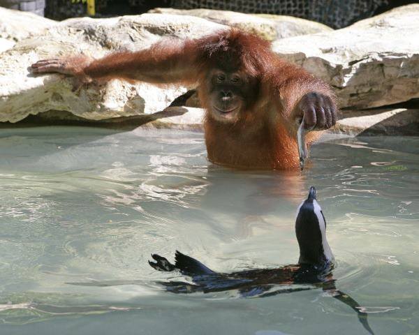 Orangutan Feeds Seal