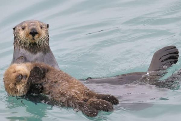 Otters Holding Hands