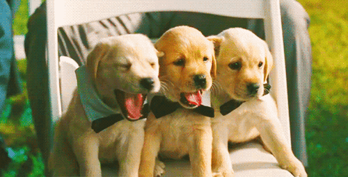 Puppy Yawn Best Dog GIFs
