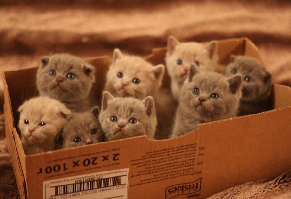 Box Of Scottish Fold Kittens