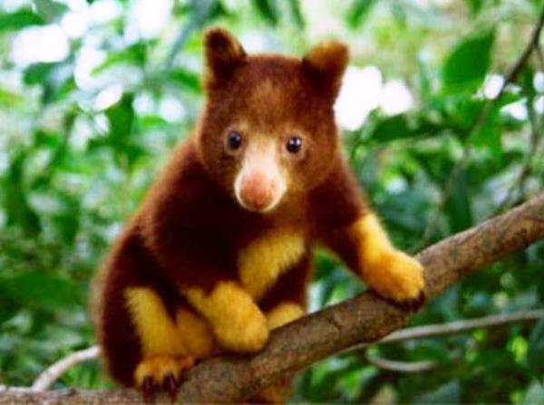 tree-kangaroo
