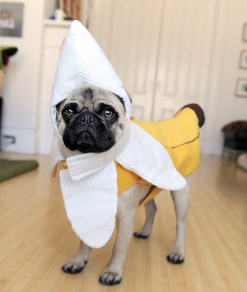 Banana Pug