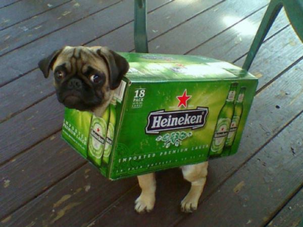 Beer Pug