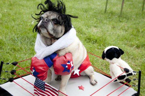 Boxing Ring Pug