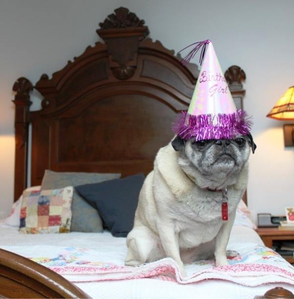 Birthday Pug