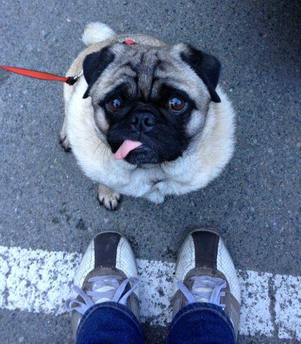 Cute Pug With Tongue Out