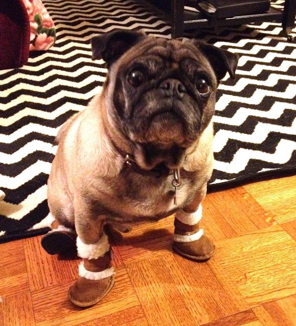 Pug Wearing Uggs