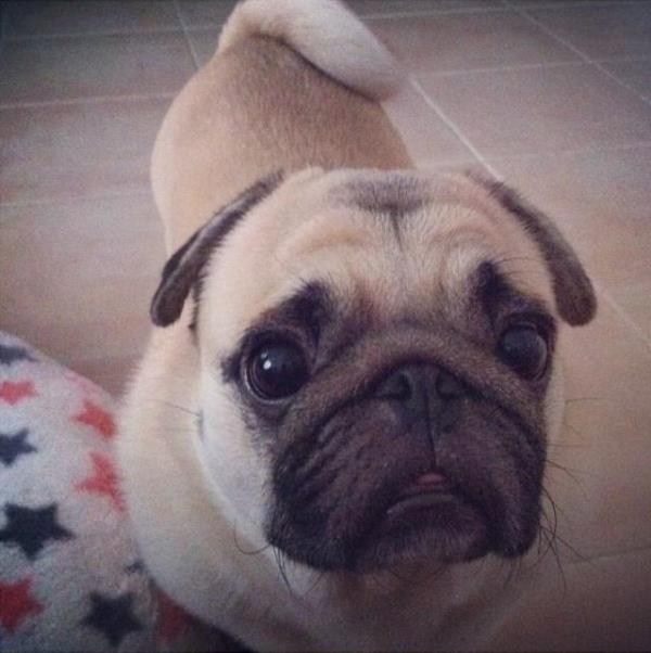 Cutest Pug Honey