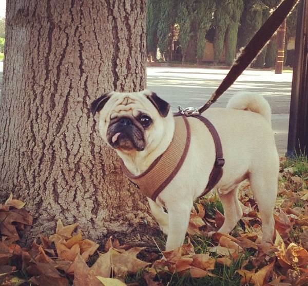 Cutest Pugs Pirate Pug Jack