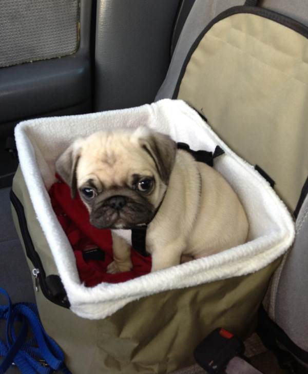 Cutest Pugs Puppy