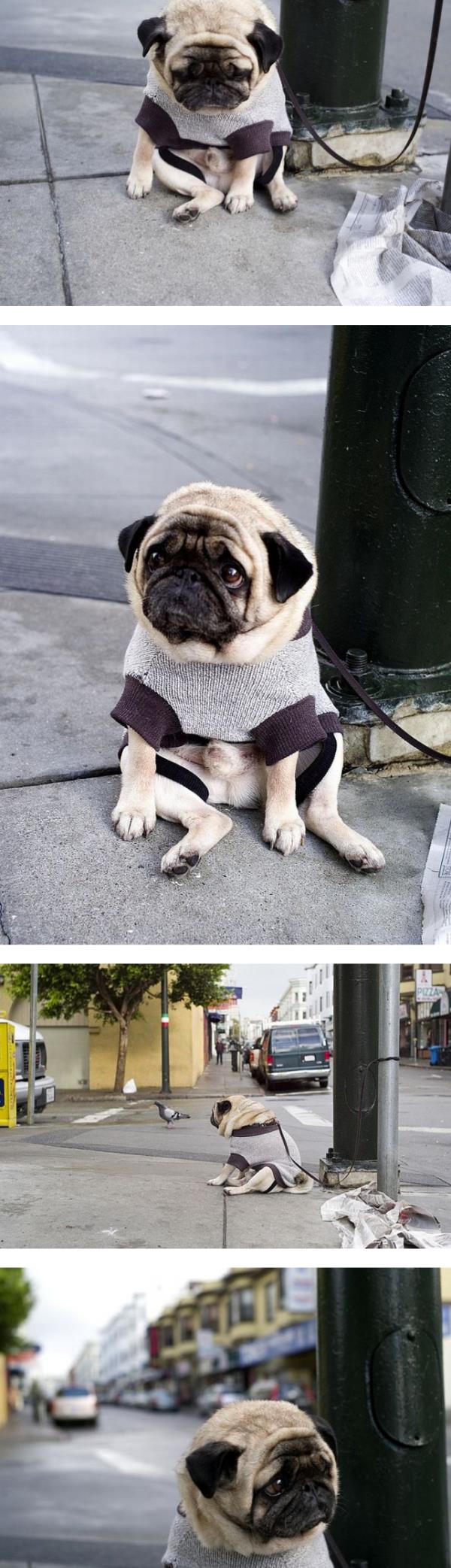 Depressed Pug