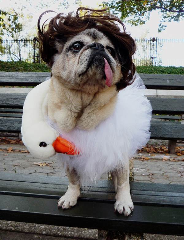 Funny Pug Costumes Bjork Swan Dress