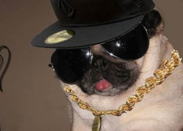 Gangsta Pug