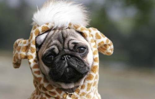 Giraffe Pug