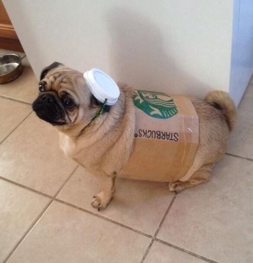 Latte Pug