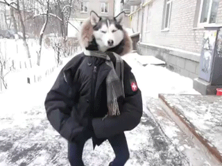 Meanwhile In Russia Dog Head