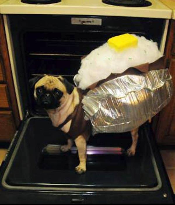 Baked Potato Pug