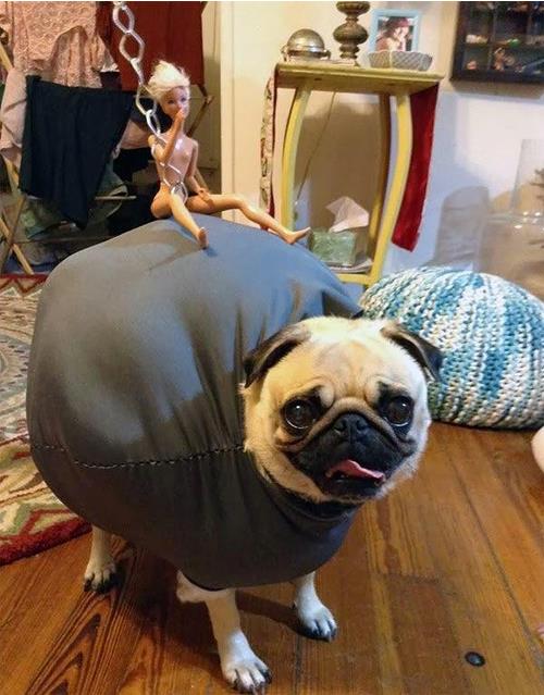 Pug Dressed As Miley Cyrus Wrecking Ball
