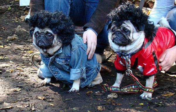 Pugs Wearing Costumes