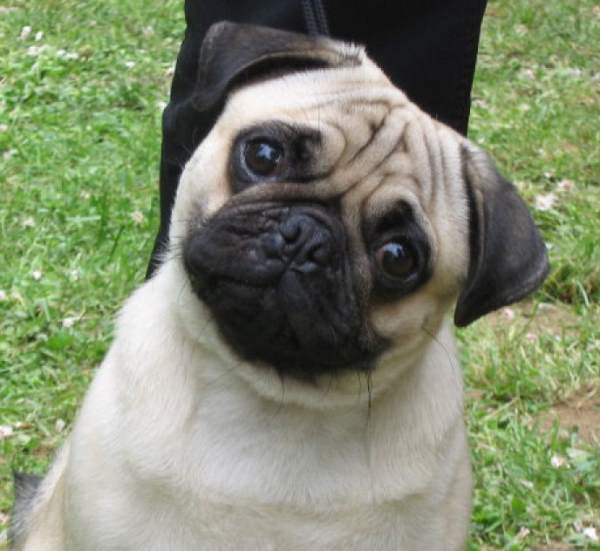 Pug Face