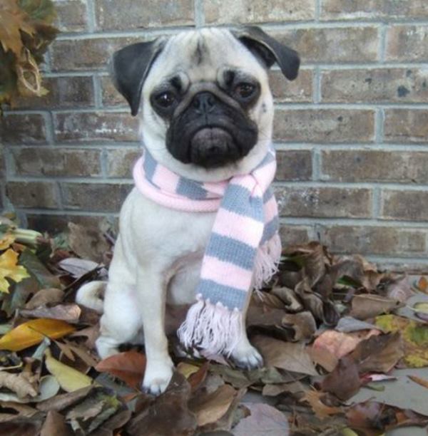 Pug Wearing A Scarf