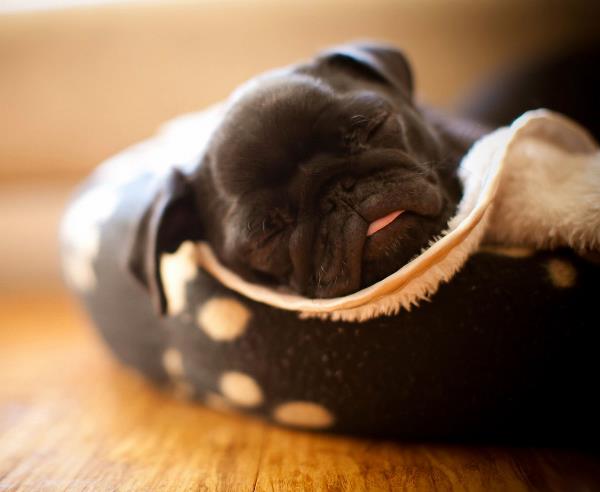 Pug Puppy Sleeping