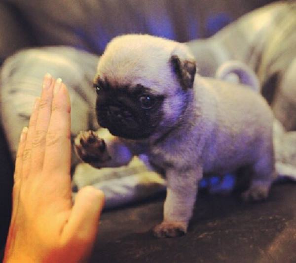 Pug Puppy