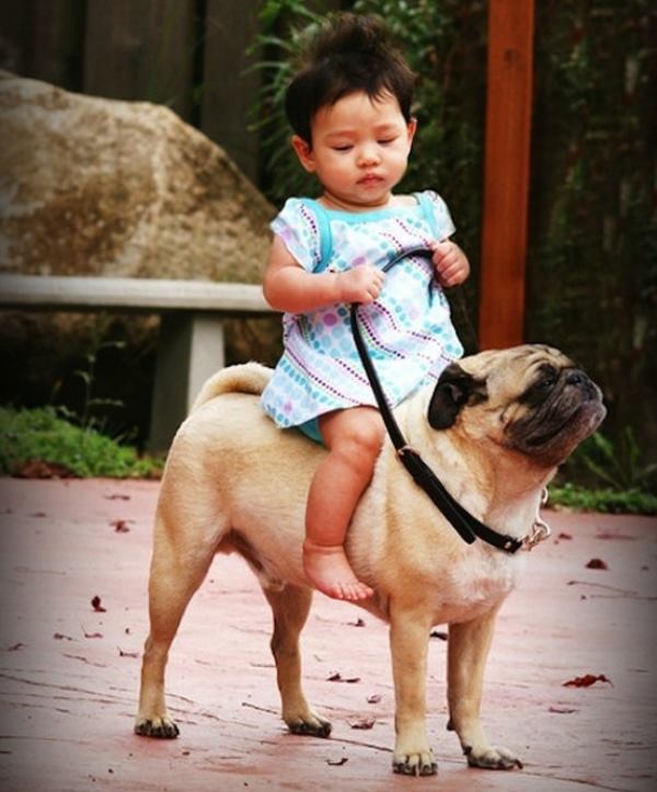 Riding A Pug