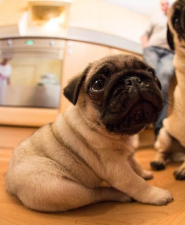 Little cute best sale pugs