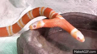 Two Headed Snake