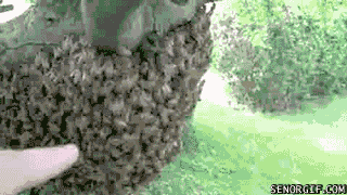 Bee Hive WTF GIFS