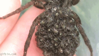 Baby Spiders GIF