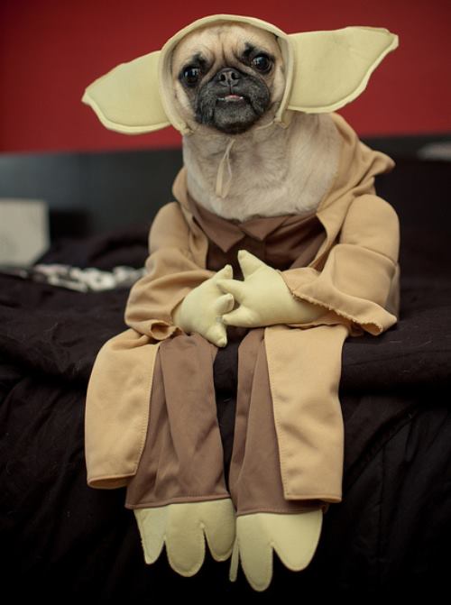 Yoda Pug