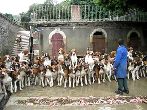 100 Hunting Dogs Fed At Once