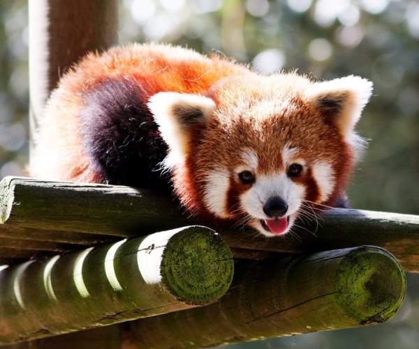 Adorable Red Panda Pictures