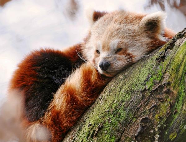 Adorable Red Panda Resting