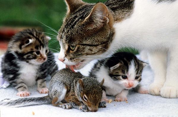 Cat And Baby Squirrel