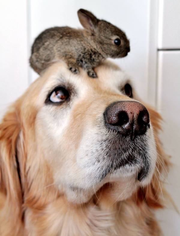 Dog And Bunnies