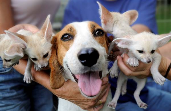 Dog And Fennec Foxes