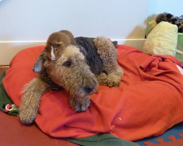 Animal Friendships Dog And Guinea Pig