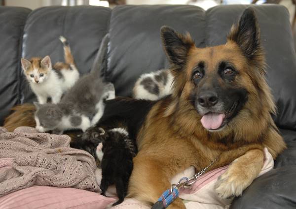 Dog And Kittens