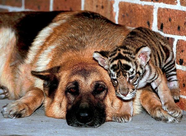 Dog And Tiger Animal Friends