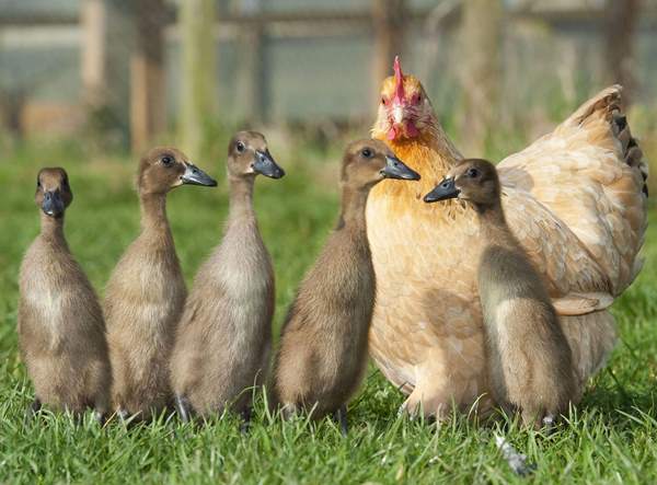 Animal Friendships Hen And Duck